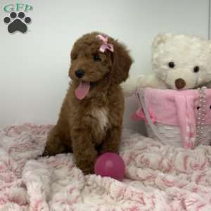 Connie, Miniature Poodle Puppy